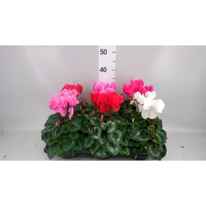 Cyclamen GR 'Leopardo'