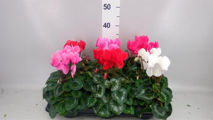 <h4>Cyclamen GR 'Leopardo'</h4>