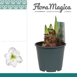 Hippeastrum Arctic White 2 Knop OP