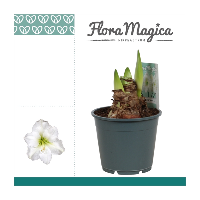 <h4>Hippeastrum Arctic White 2 Knop OP</h4>