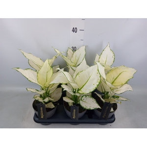Aglaonema  'White Joy'