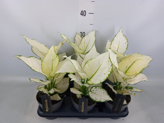 <h4>Aglaonema  'White Joy'</h4>