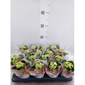 Kalanchoe blos. 'RosDon Dione'