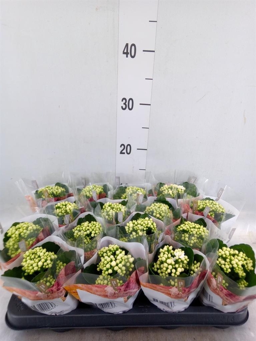 <h4>Kalanchoe blos. 'RosDon Dione'</h4>