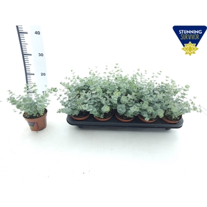 SEDUM SIEBOLDII