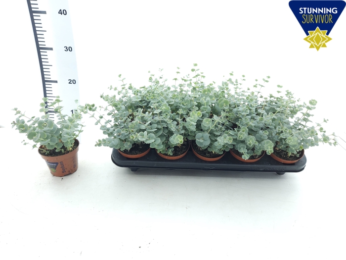 <h4>SEDUM SIEBOLDII</h4>