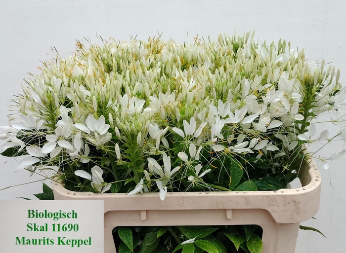 <h4>CLEOME SP HELEN CAMP</h4>