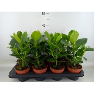 Clusia rosea 'Princess'