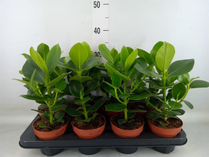 <h4>Clusia rosea 'Princess'</h4>