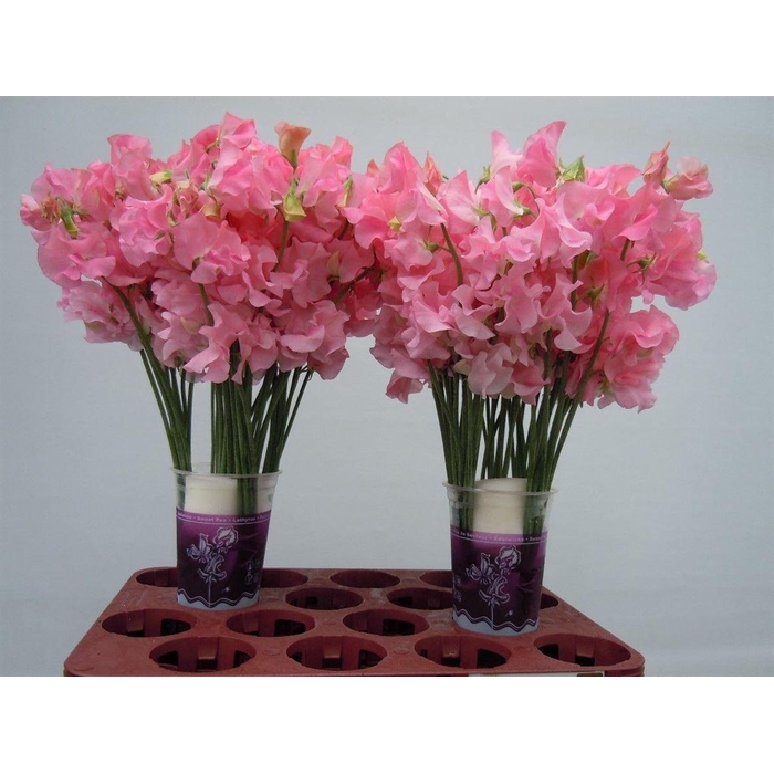 <h4>Lathyr Wi Sunshine Pink</h4>