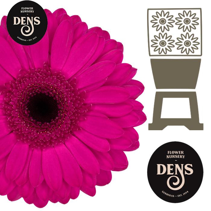 <h4>Gerbera Bon Dia Diamond</h4>