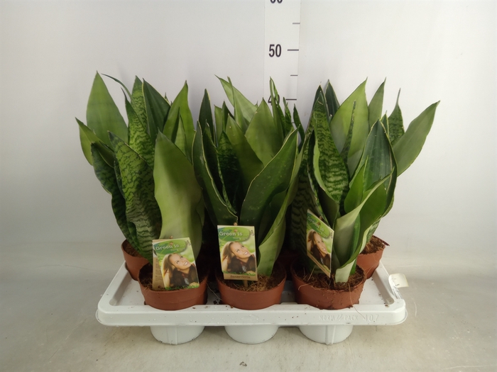 <h4>Sansevieria trifa.   ...</h4>