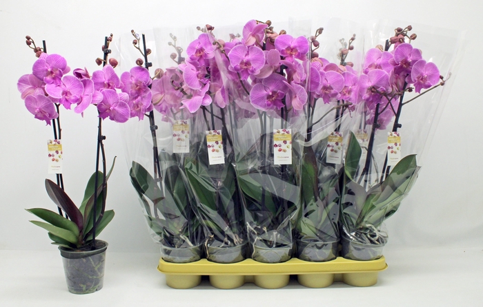 <h4>Phal Ov Paars</h4>