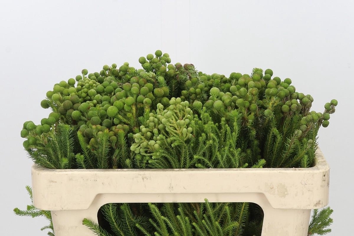 <h4>Kaaps Groen Baubles Young</h4>