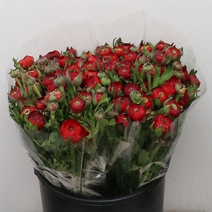 Ran Bulbilli Red Extra