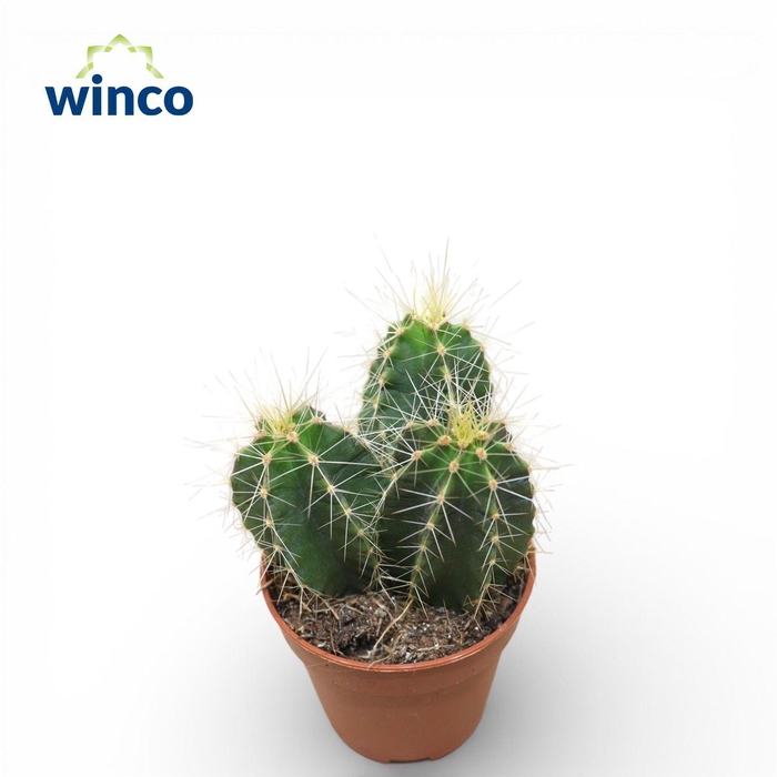 <h4>Isolatocereus Dumorteri</h4>