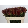 Leucadendron Saf Sunset Dark R.