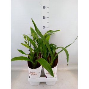 Zygopetalum  'Trozy Blue'