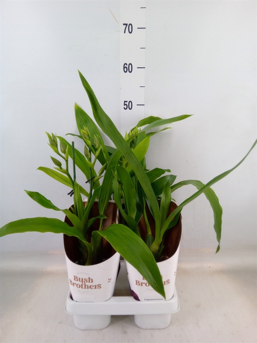 <h4>Zygopetalum  'Trozy Blue'</h4>