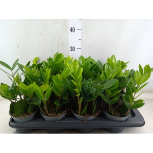 Zamioculcas zamiifolia