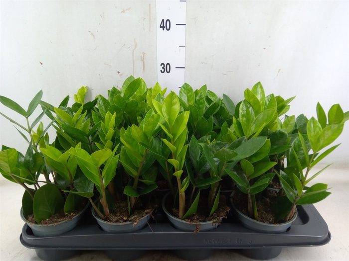 <h4>Zamioculcas zamiifolia</h4>