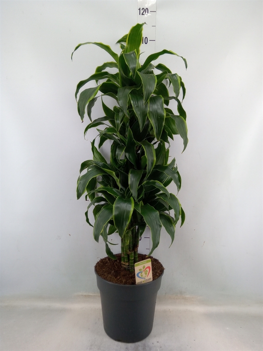 <h4>Dracaena frag. 'Dorado'</h4>