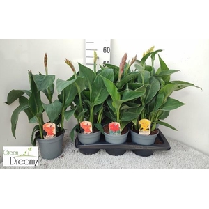 CANNA CANNOVA GEM