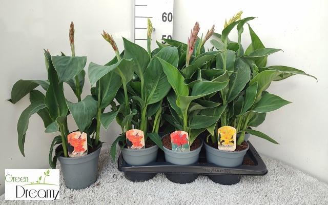 <h4>CANNA CANNOVA GEM</h4>