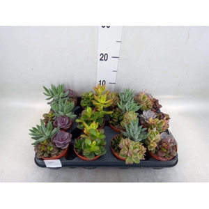 Succulents   ...