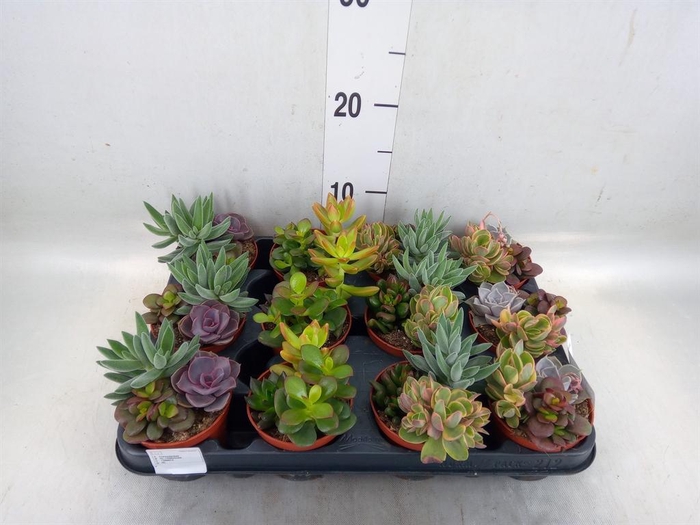 <h4>Succulents   ...</h4>