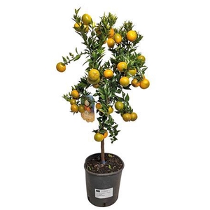 Citrus Myrtifolia Chinotto Stem