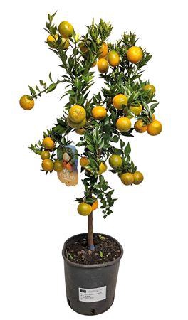 Citrus Myrtifolia Chinotto Stem