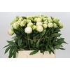 Paeonia Madame Claude Tain