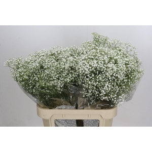 Gyps Zinzi Discovery