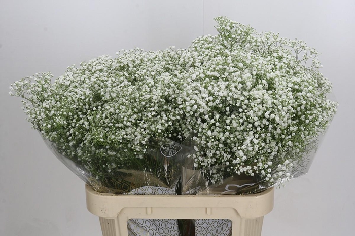 <h4>Gyps Zinzi Discovery</h4>