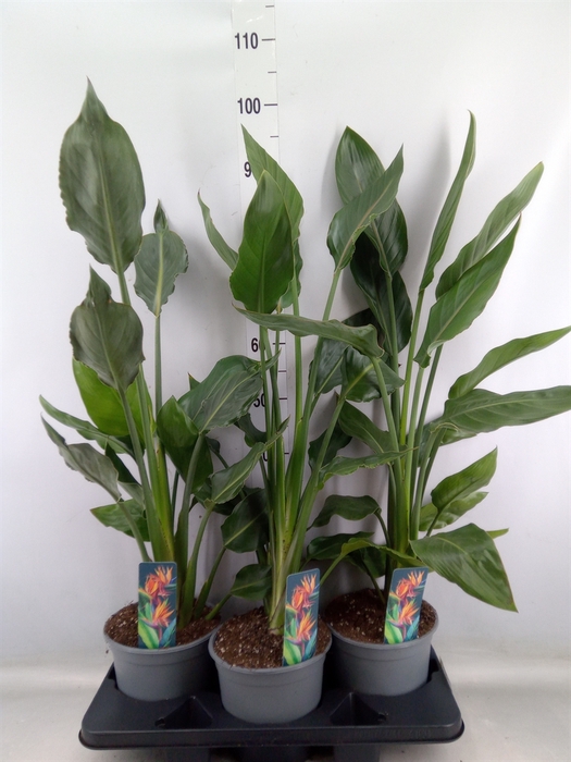 <h4>Strelitzia reg.   ...no flowers</h4>