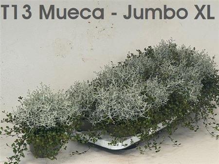 <h4>Mueca T13</h4>