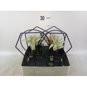 Arr.  Tillandsia L%