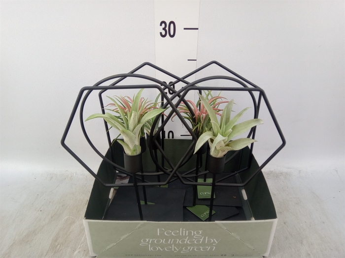 <h4>Arr.  Tillandsia L%</h4>