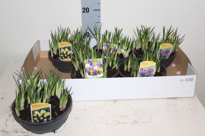 <h4>CROCUS GEM</h4>