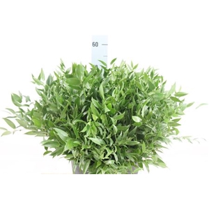 Ruscus Kort 200 Gram