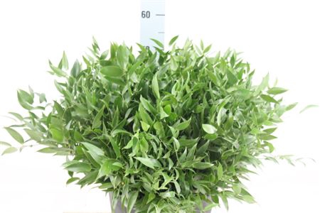 <h4>Ruscus Kort 200 Gram</h4>