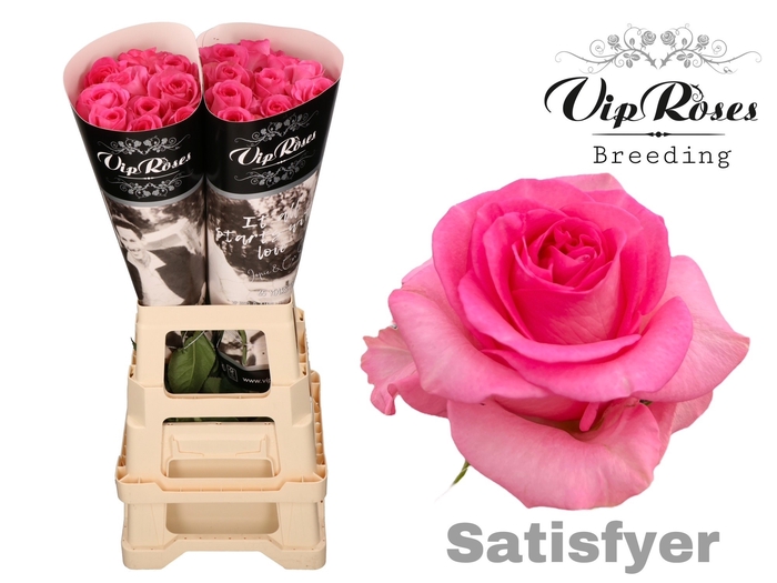 <h4>R GR SATISFYER</h4>