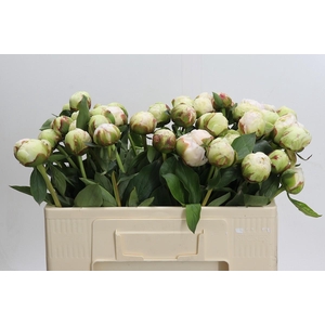 Paeonia Bowl Of Cream
