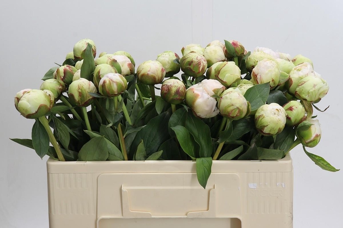 <h4>Paeonia Bowl Of Cream</h4>