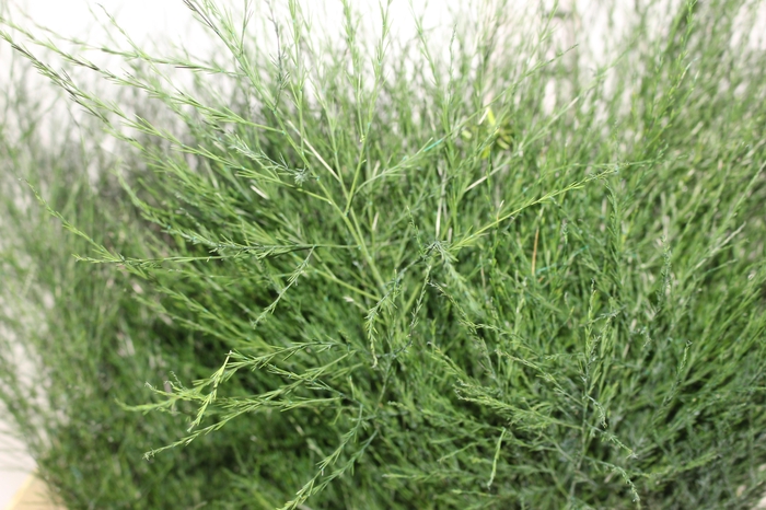 <h4>FOLHAGEM ASPARGO VASSOURINHA</h4>