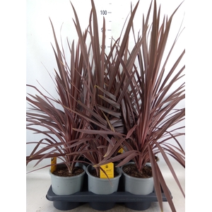 Cordyline austr. 'Red Star'
