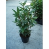 Laurus nobilis