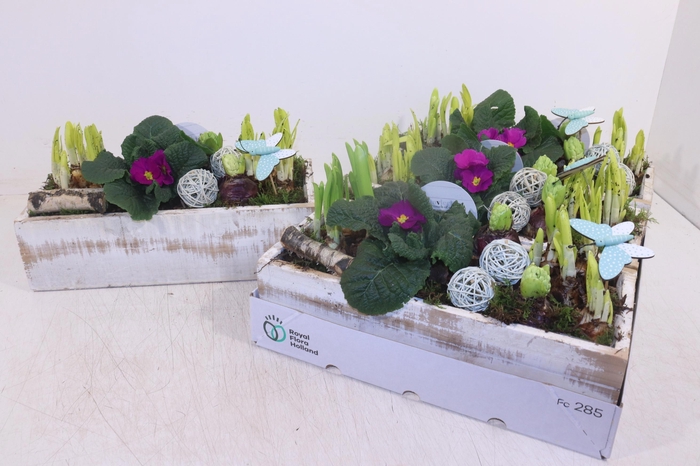 <h4>ARR TUINPLANTEN</h4>