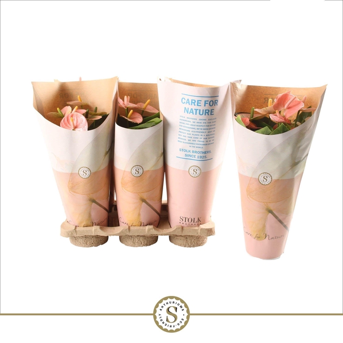 <h4>Anthurium Spirit 12cm in papieren hoes</h4>